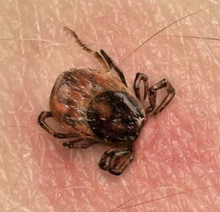 Fästing som kan överföra Borrelia